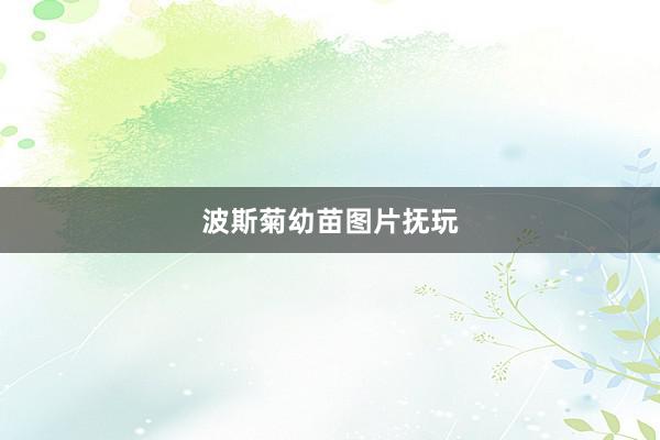 波斯菊幼苗图片抚玩